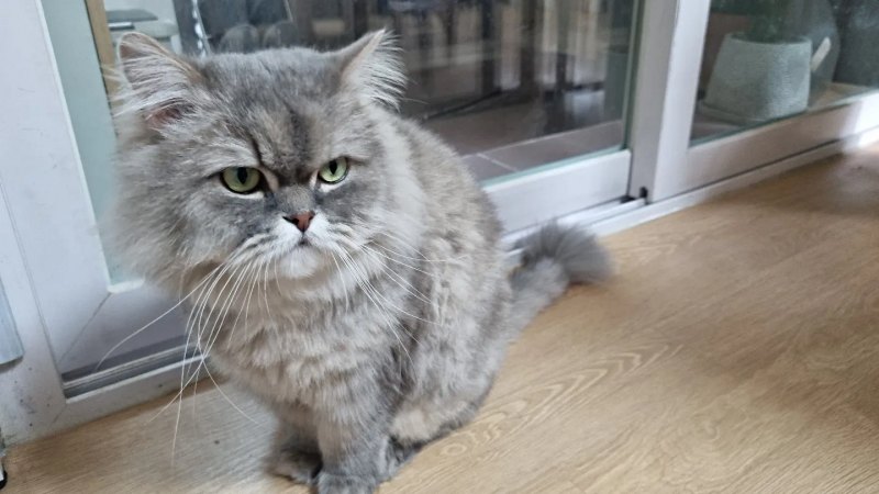 뚱한 표정 고양이