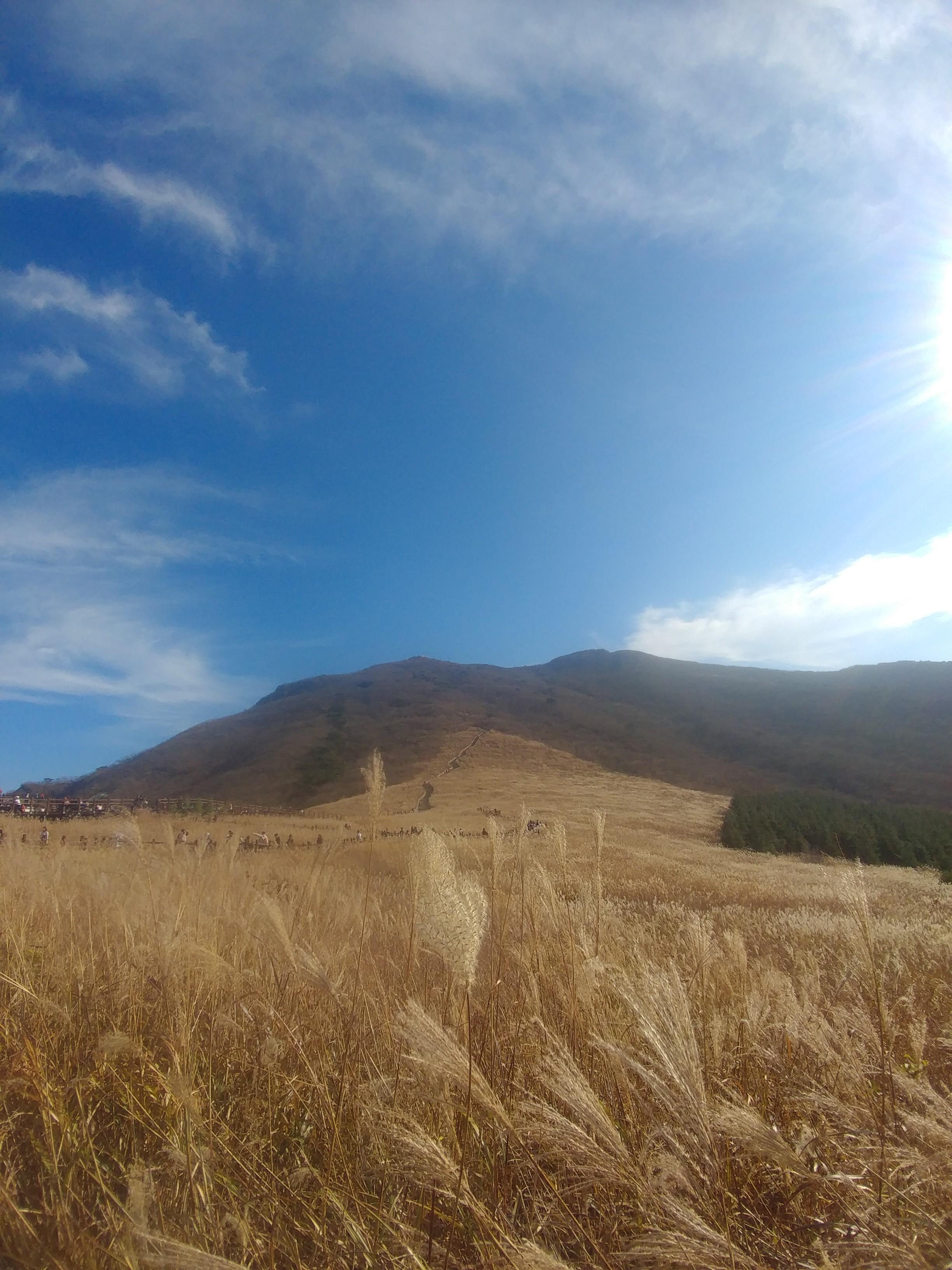 영남알프스 간월재 억새