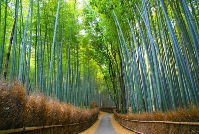 일본여행 쿄토 추천 여행지 맛집 기념품 온천