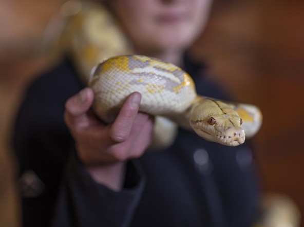 파충류 및 어류 마을