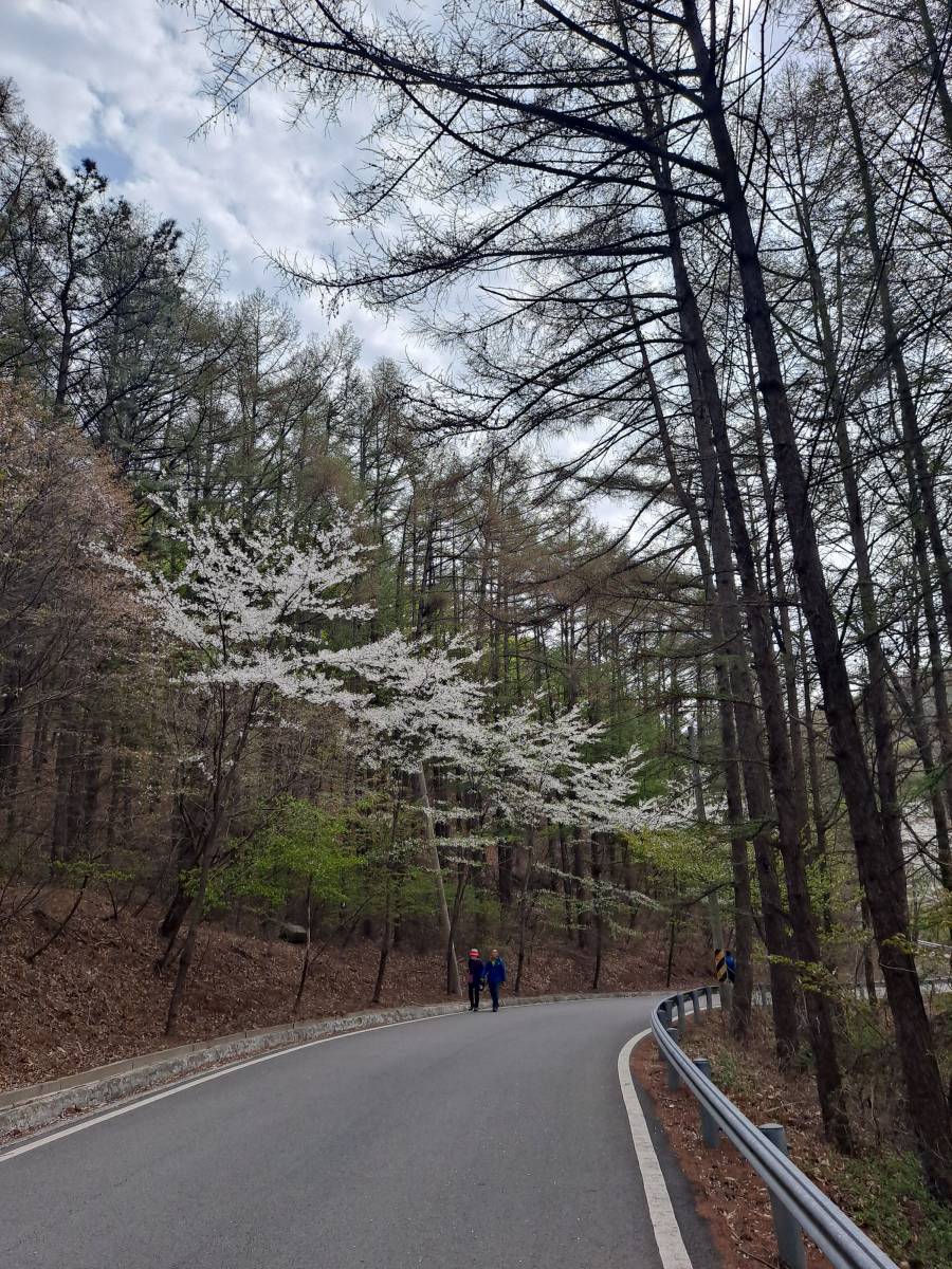 백련사 가는길 아름답다