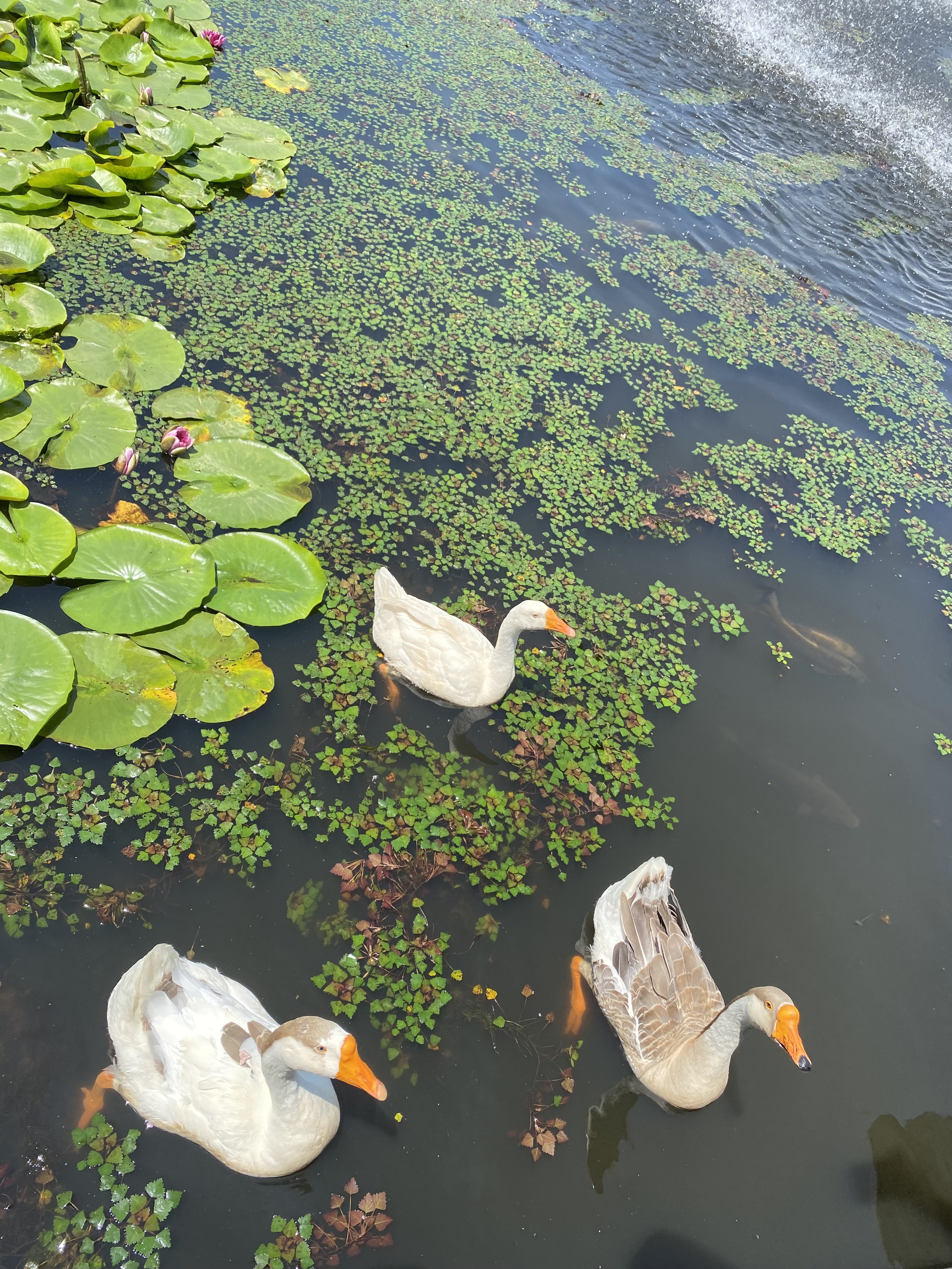 안성맞춤랜드 오리들