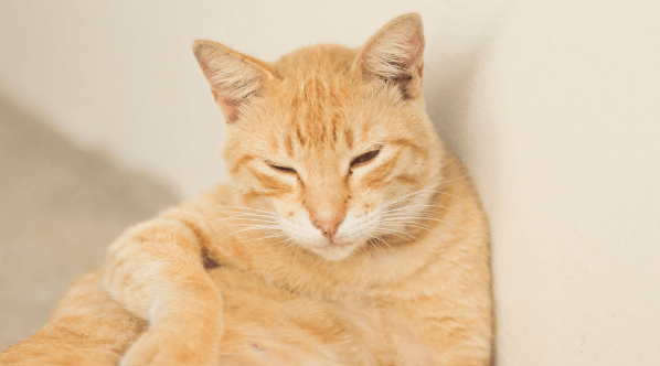 코리안숏헤어-치즈태비