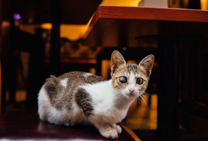 의자에 탄 한쪽 눈이 하얗고 탁한 고양이.