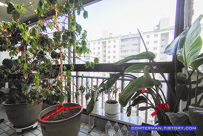 베란다 커피나무