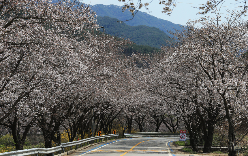 구례 산수유꽃축제 언제 갈까? 2025년 개화 시기 &amp; 필수 코스