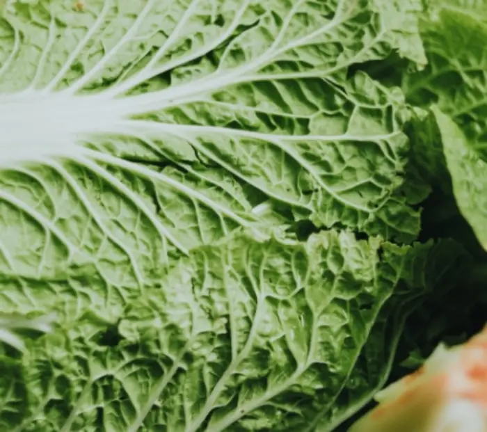 과메기 맛있게 먹는법