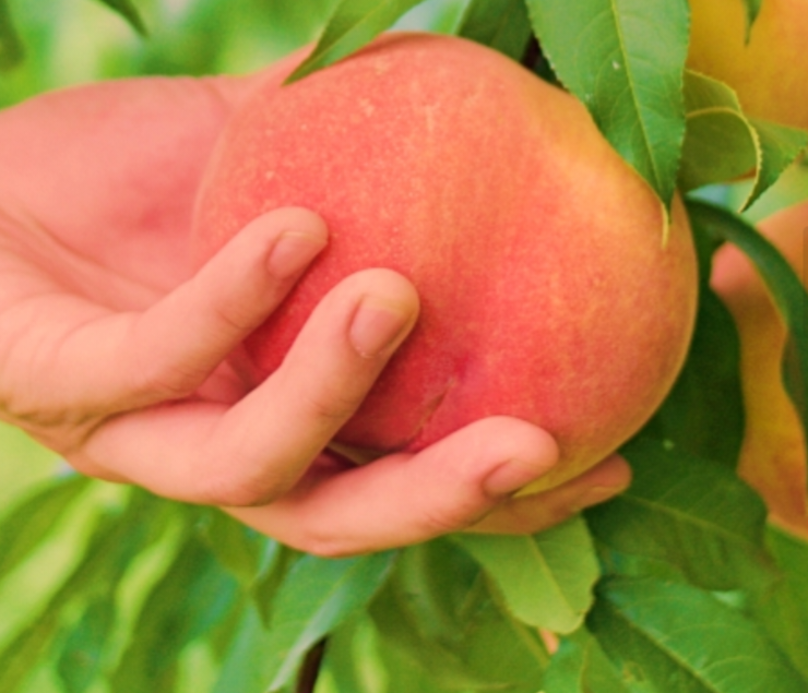 생방송투데이 복숭아