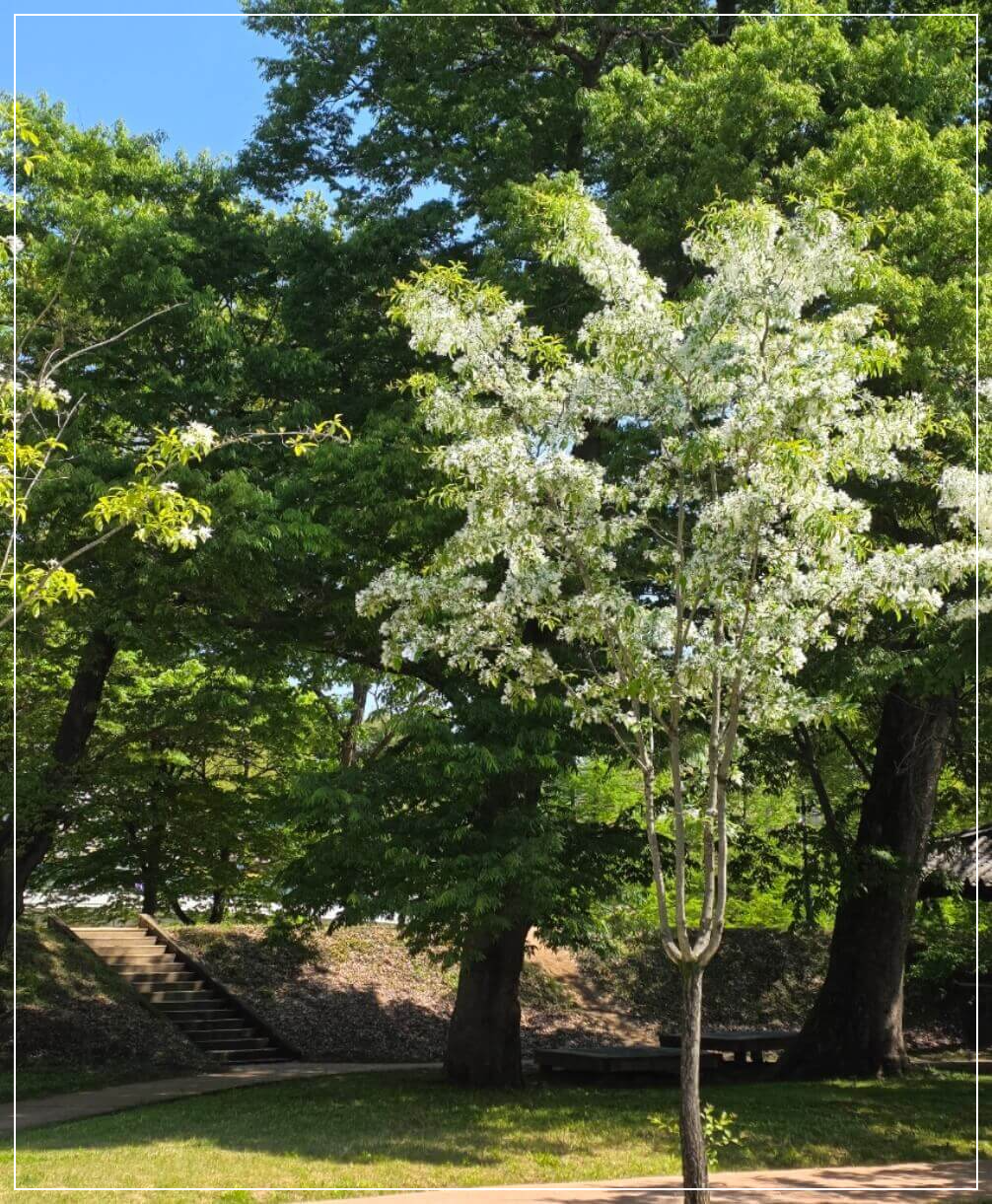 담양 가볼만한곳 베스트10 관방제림