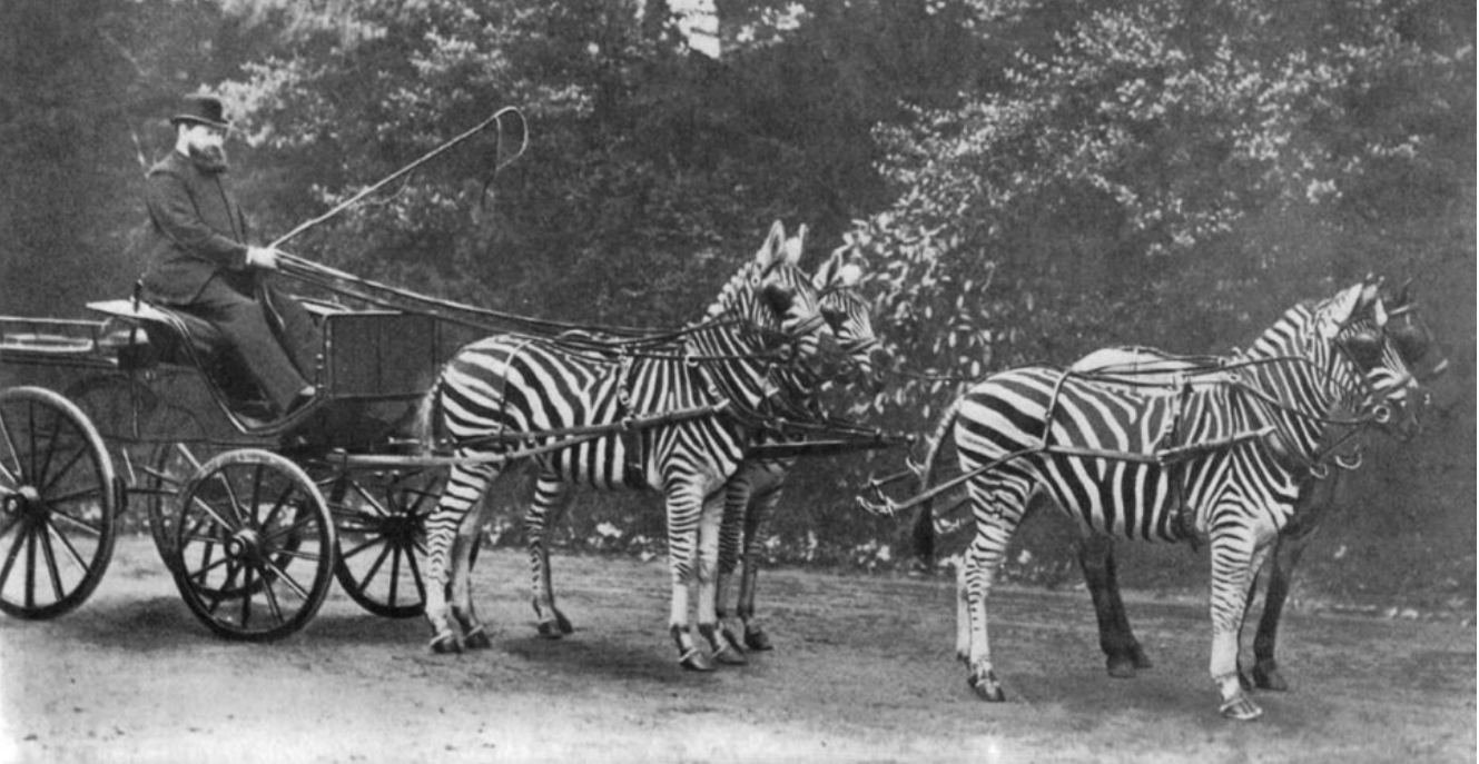 얼룩말이 끄는 마차