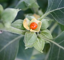 Withania somnifera