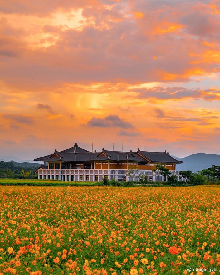 가을 여행지 코스모스 꽃구경 추천 장소
