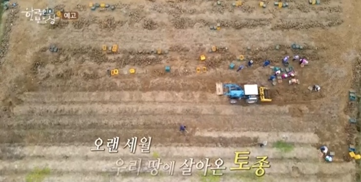 토종-천마-수확