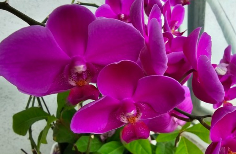 이직 승진 축하에 어울리는 꽃 선물