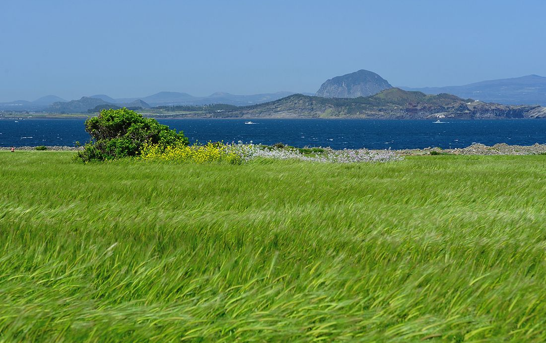 가파도 청보리밭 출처-pinterest