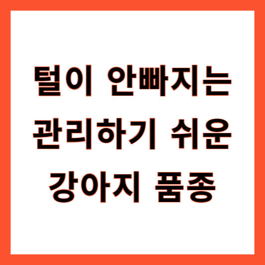 털이 안빠지는 강아지