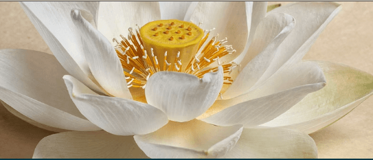 장례후 감사인사 문자