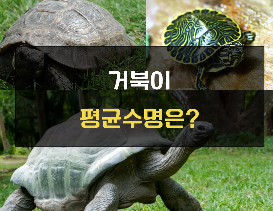 거북이 평균수명