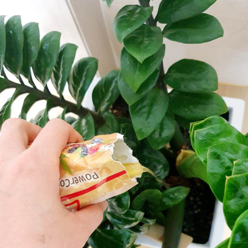 식물내제영양소