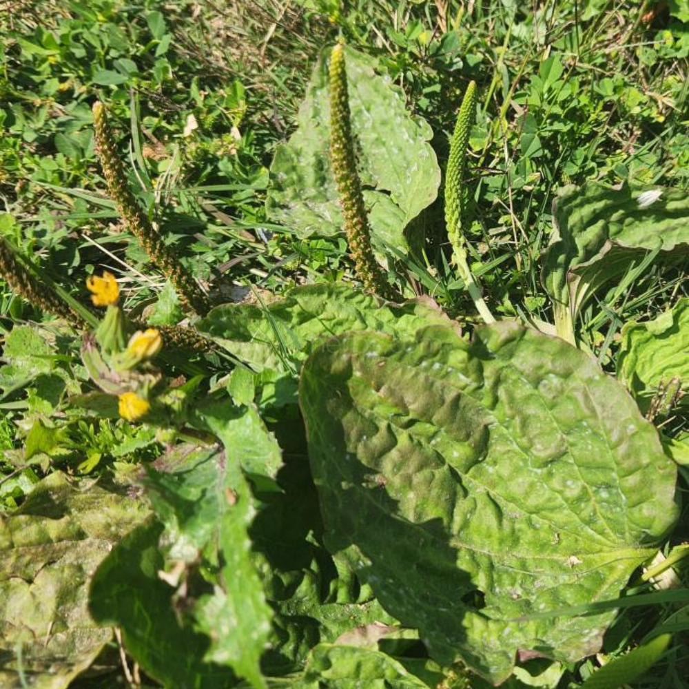질경이(차전초)