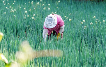 파란밤콩 (푸른밤콩)파종시기와 거름 주는 방법 알아보기 1
