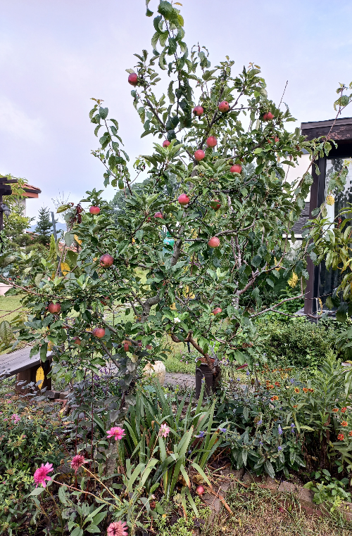 [정원수목]소형 정원에 딱 맞는 포인트 수목 추천 리스트