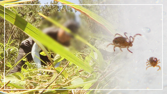 SFTS(중증열성 혈소판감소증후군) 바이러스