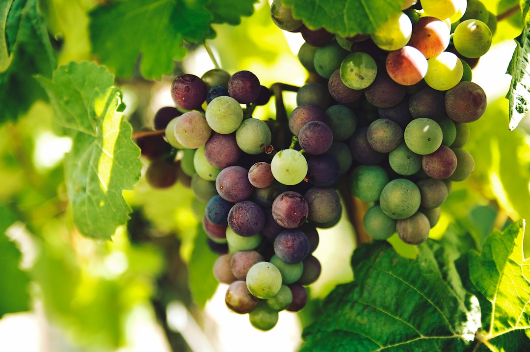 Grape