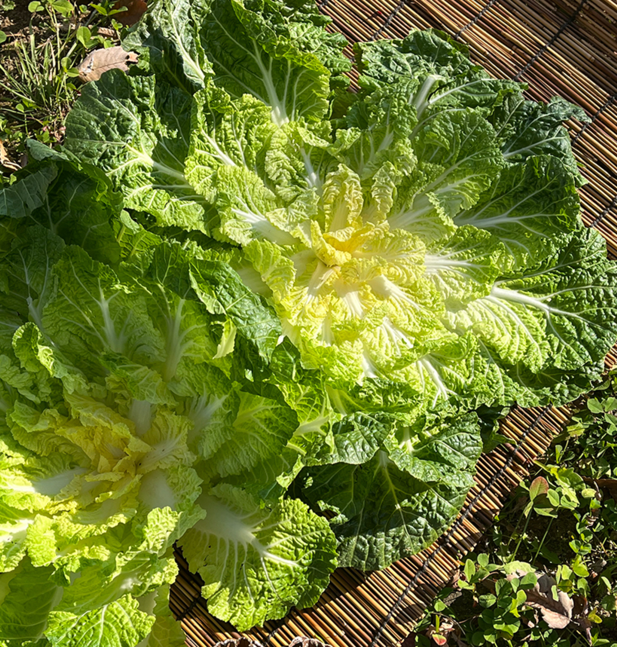 봄동이란 무엇인가. 봄동의 이미지 입니다.