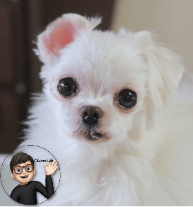 똘망똘망 바라보는 강아지