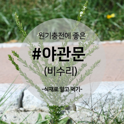 야관문