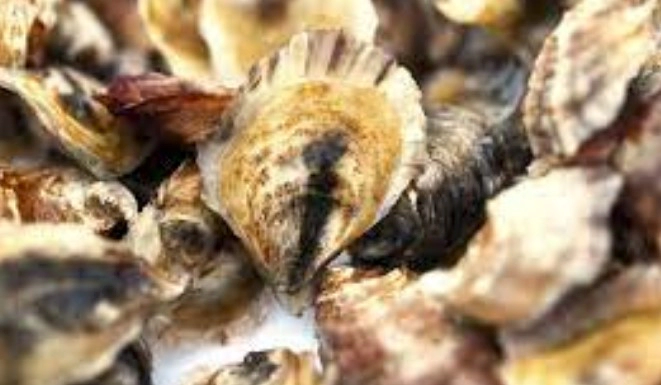 비브리오 패혈증 예방법