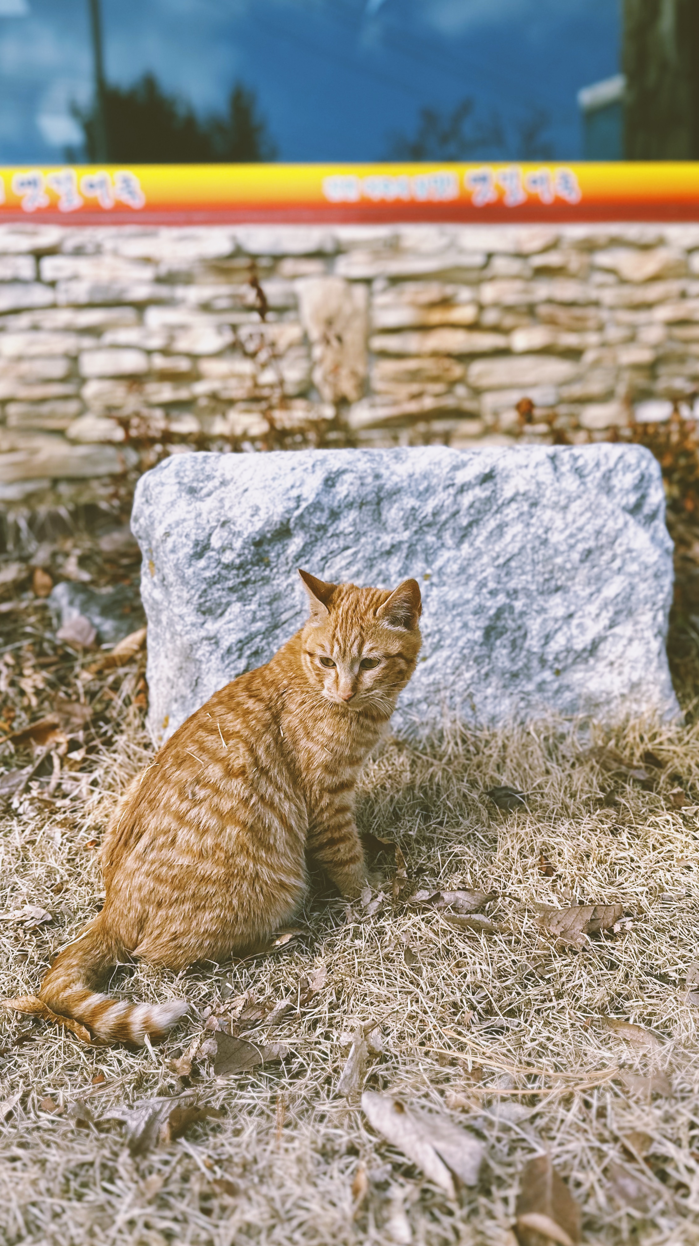 산성 고양이