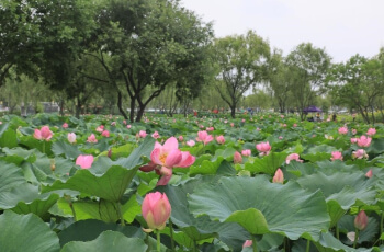 부여서동연꽃축제_3