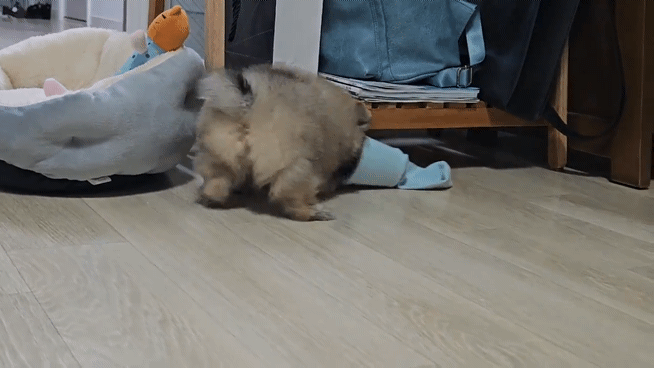 종이컵 안에 간식을 넣어 주니 가지고 노는 강아지