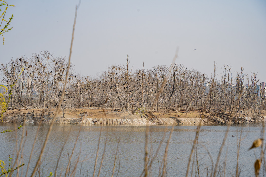 수원 서호공원 섬