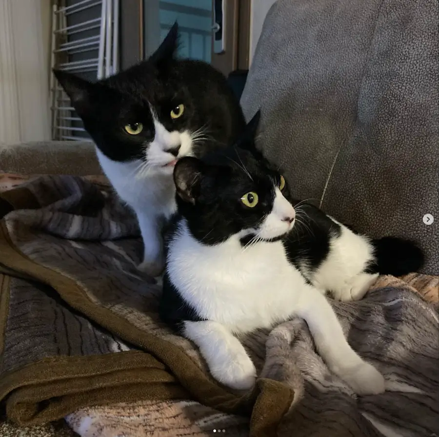 원지안 배우 반려묘 밤 태양이