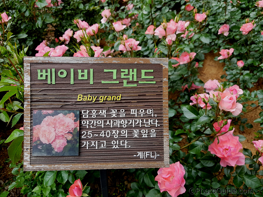 베이비그랜드