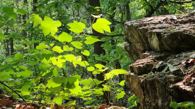 등산로 우측에 커다란 바위