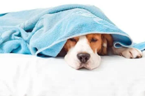 강아지 췌장염 증상 및 관리법 놓치면 큰일