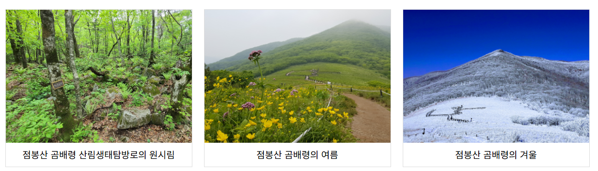 곰배령 예약하기 및 곰배령 등산코스 바로 확인하기