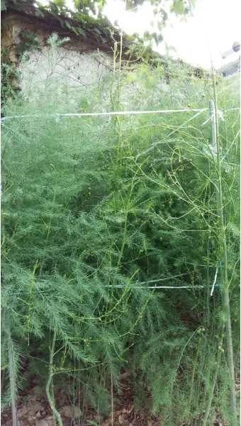 아스파라거스 재배 이식 시기 순 수확 내한성 관리_7