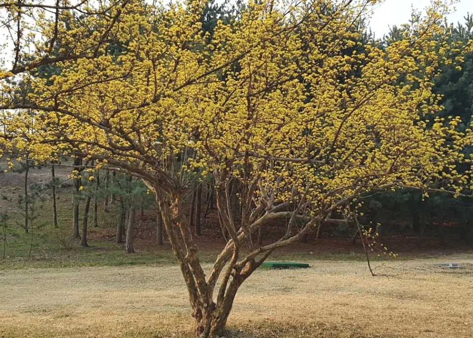 산수유 효능 부작용 섭취방법 1일 섭취량_7
