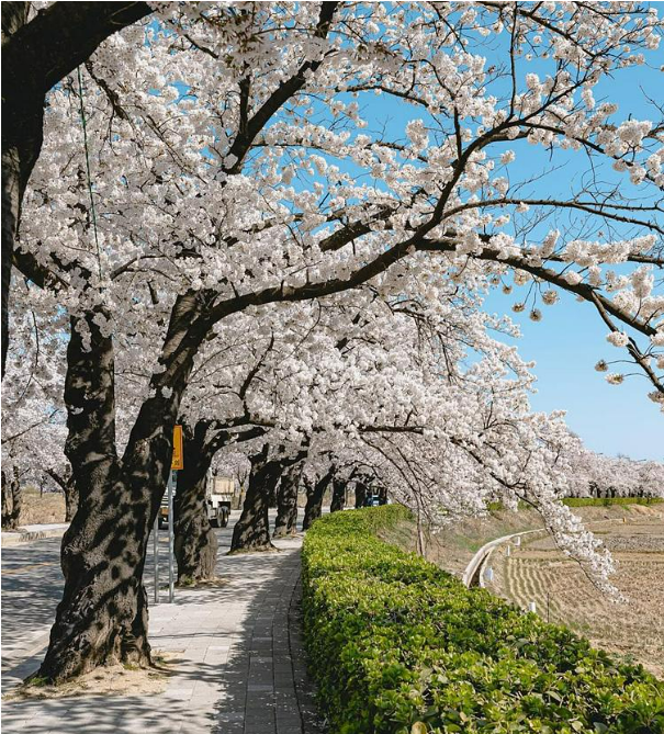 2025 벚꽃 개화시기