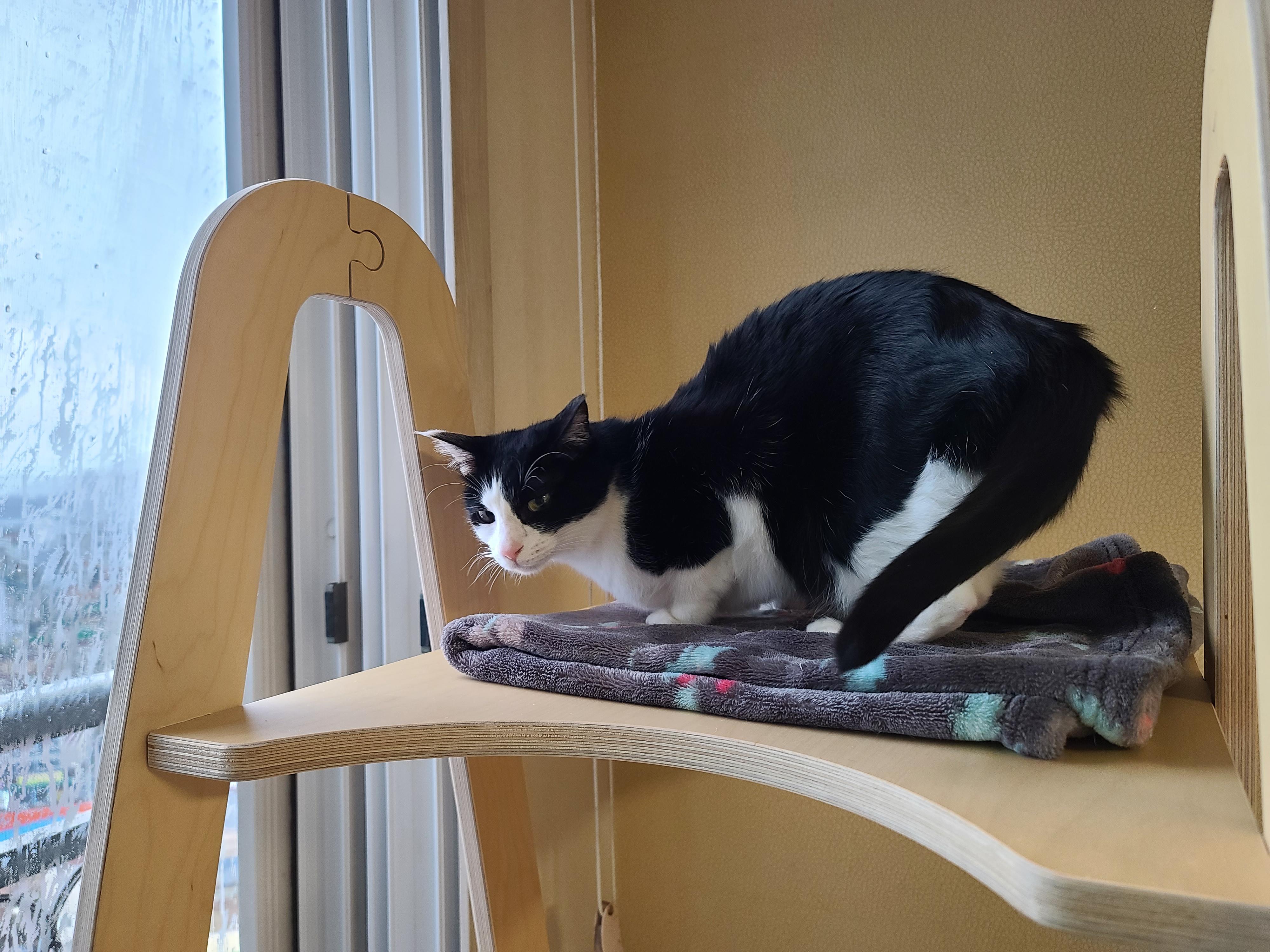 비오는 일요일 아침의 아홉냥이들.