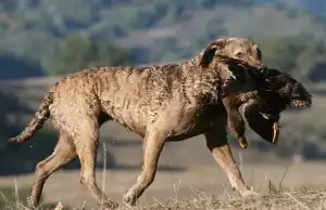 체서피크 베이 리트리버