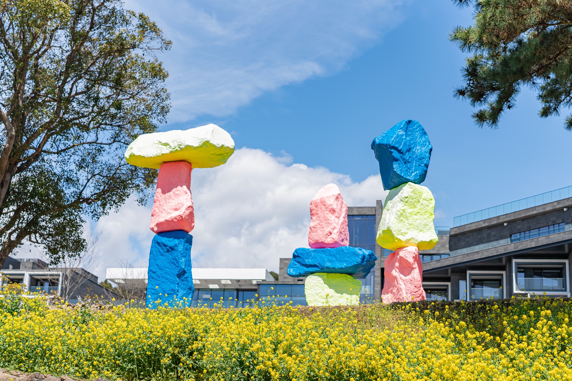 #JW가든 #JW메리어트제주 #댄싱두루미 #더플라잉호그 #아일랜드키친 #유채꽃 #제주사진 #제주여행 #제주유채꽃 #제주호텔