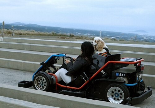 제주 반려동물 동반여행 구팔일 댕댕이 레이싱