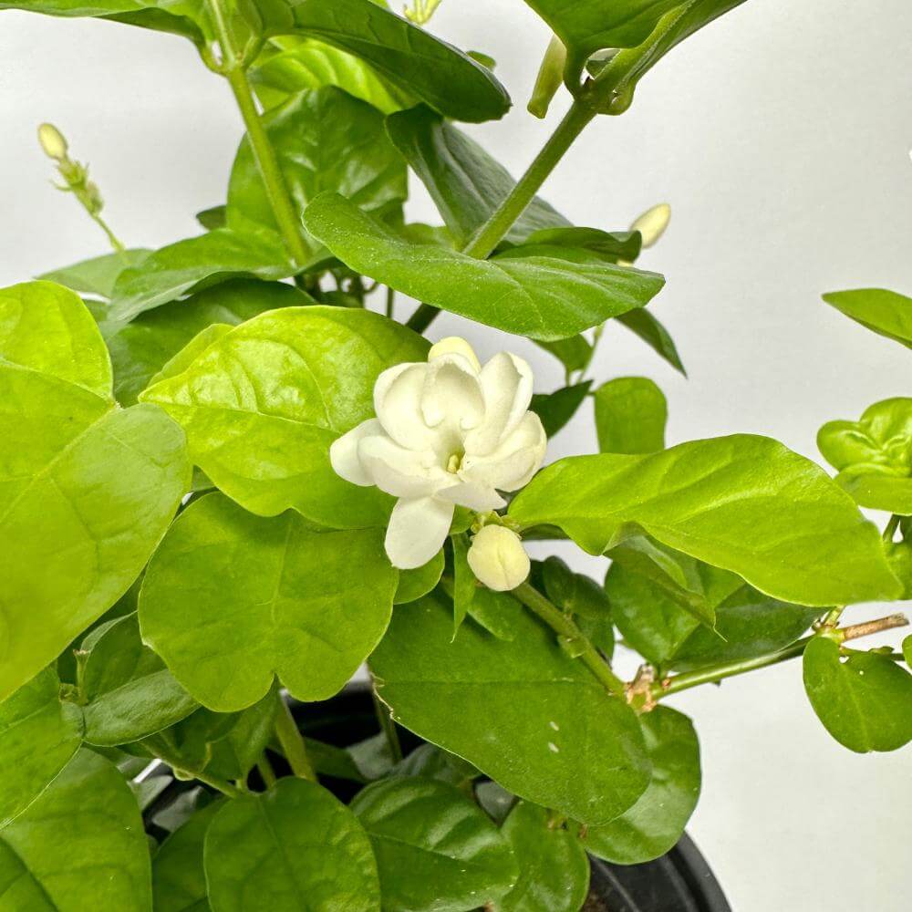 함박자스민 키우는법