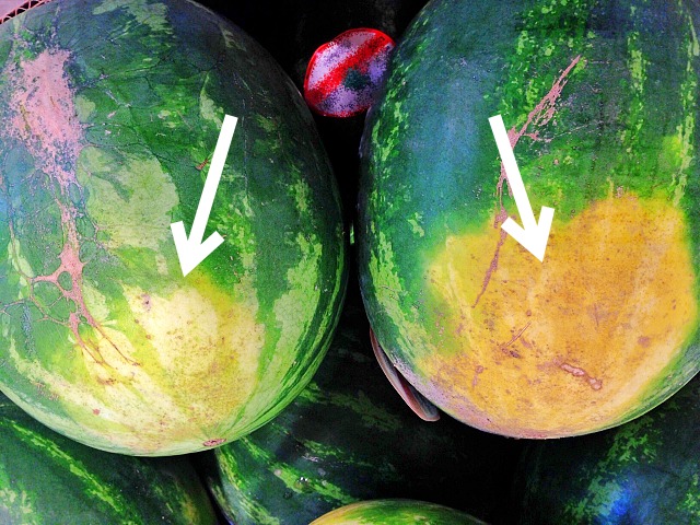 맛있는 수박 고르는법, 잘익은 수박 고르는법, 수박 밑둥 색깔